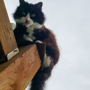 My Cat, Black and White, One Size